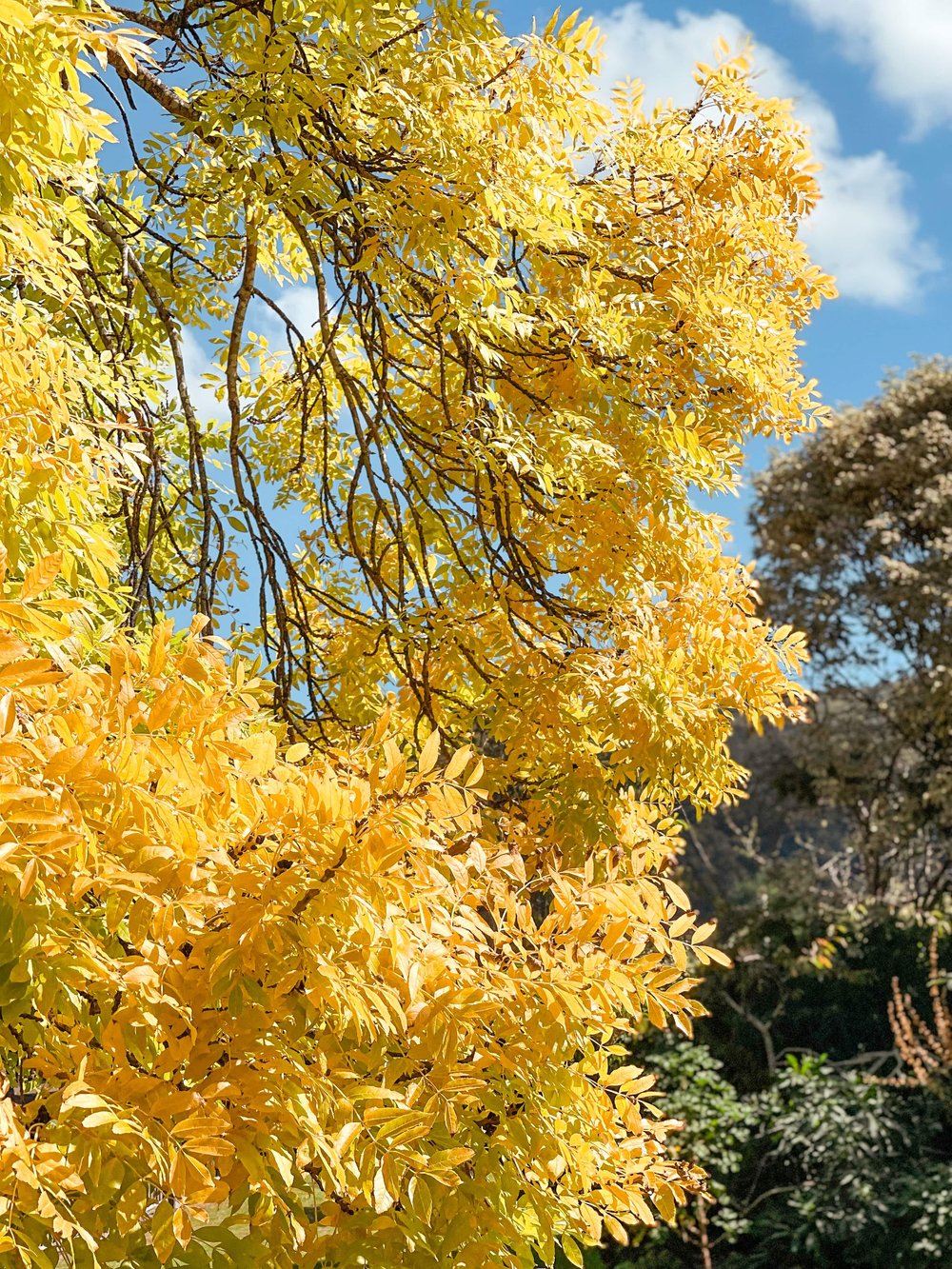 Yellow Leaves - Port Arthur - Tasmania - Australia