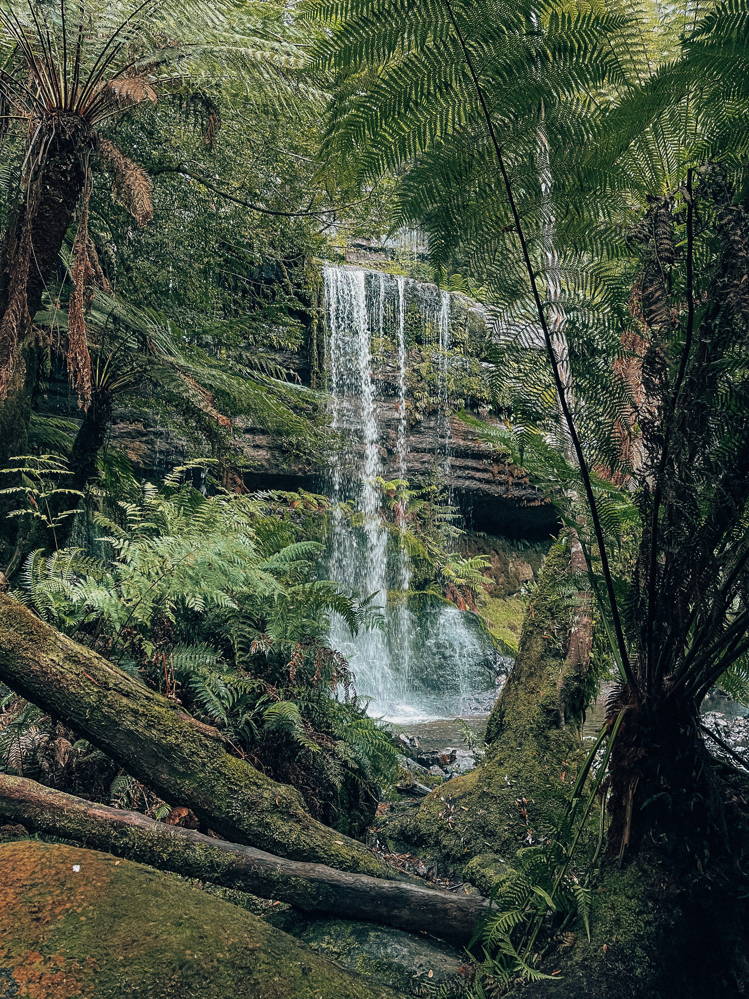 Russell Falls through the jungle - Tasmania - Australia