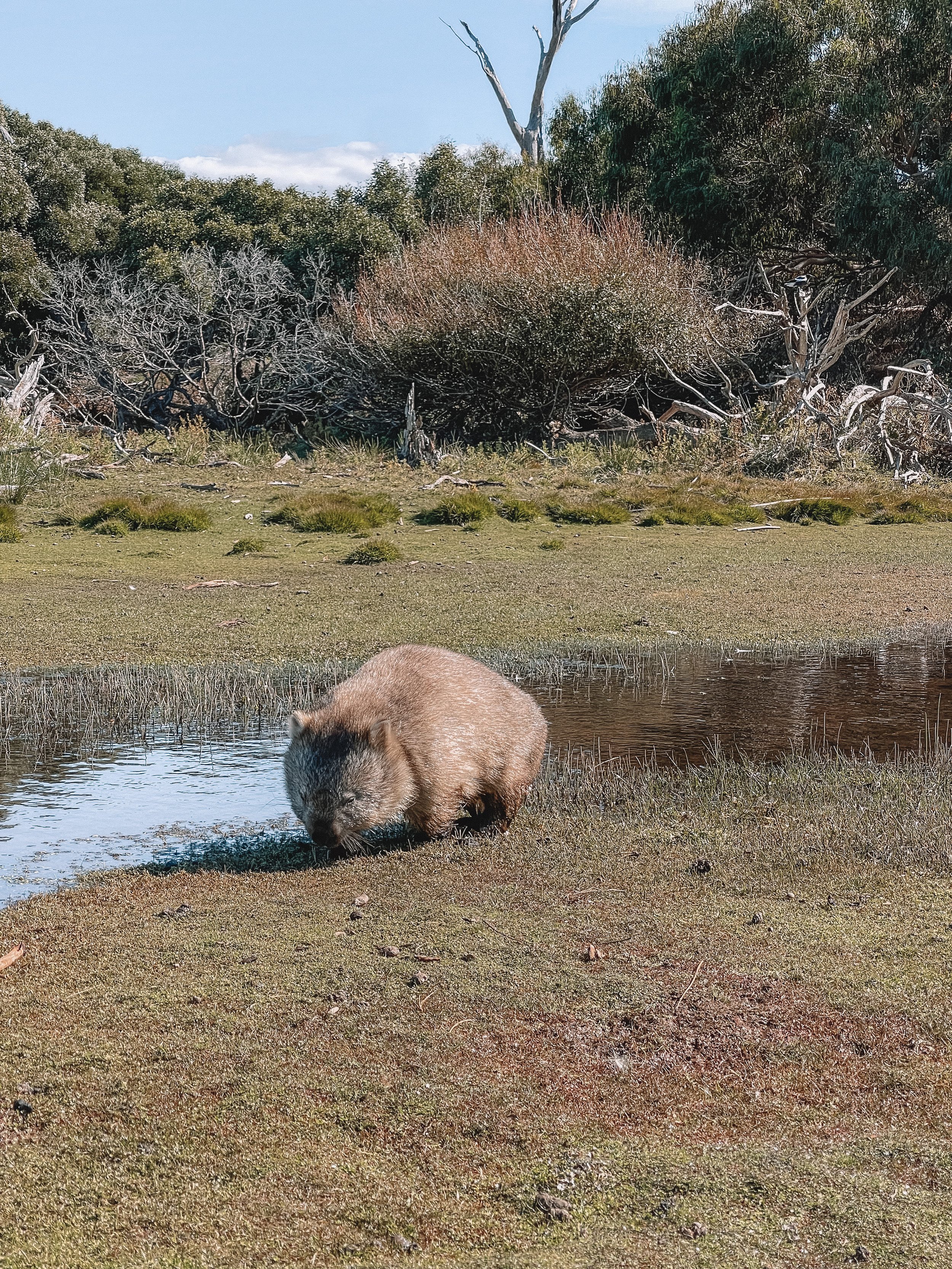 Cute wombat near a river - Maria Island - Tasmania - Australia