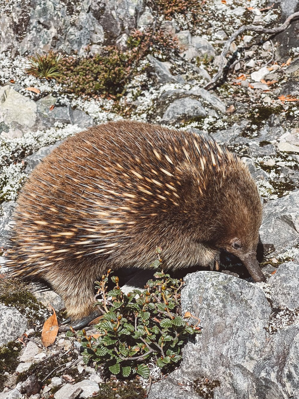 A curious echidna - Cradle Mountain - Tasmania - Australia