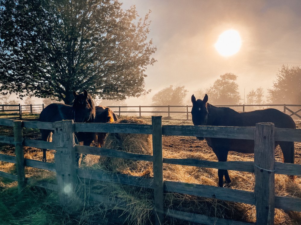Waking up with the horses at sunrise - Kimberley - Tasmania - Australia