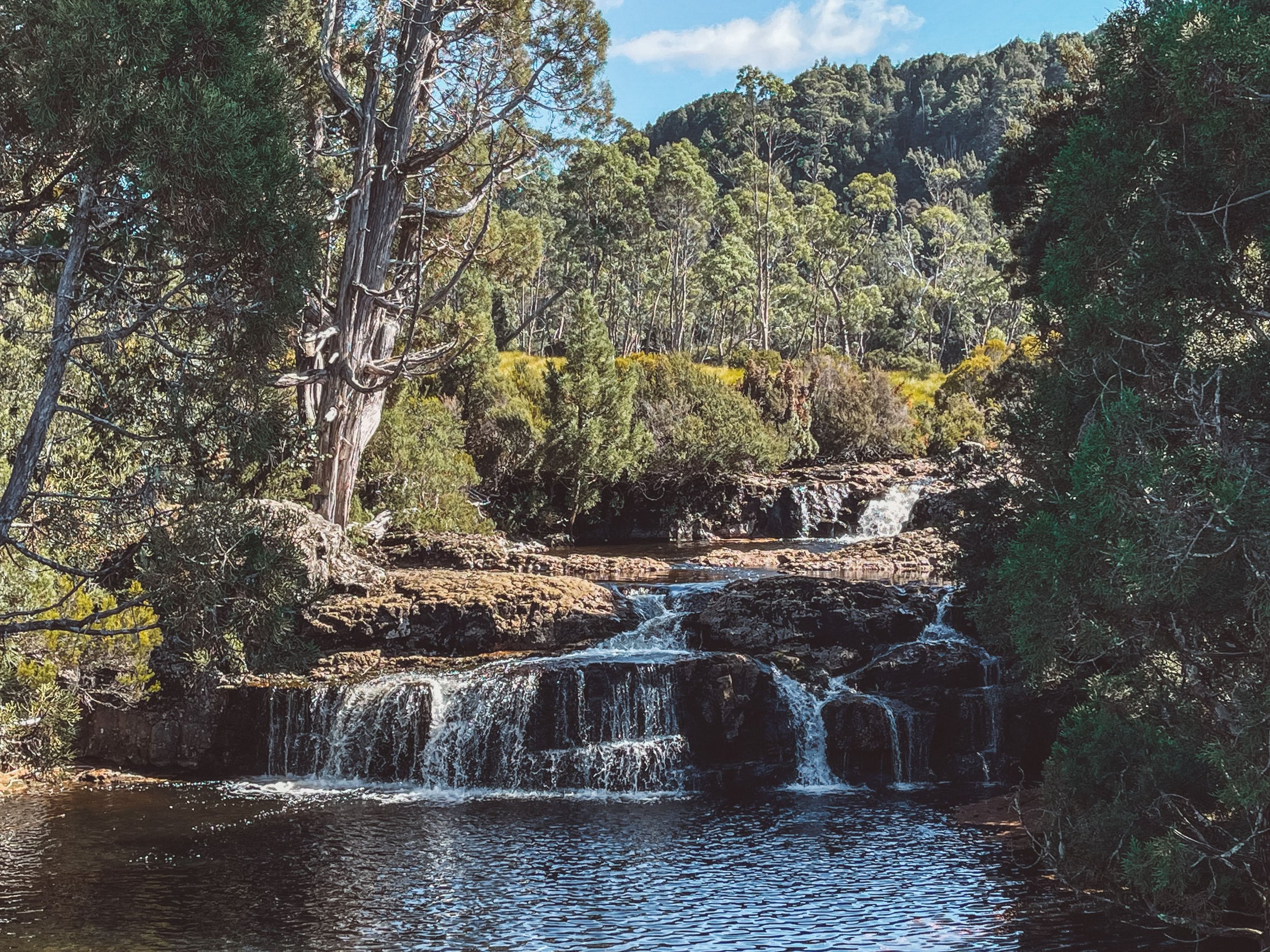 The Enchanted Forest Walk - Cradle Mountain - Tasmania - Australia