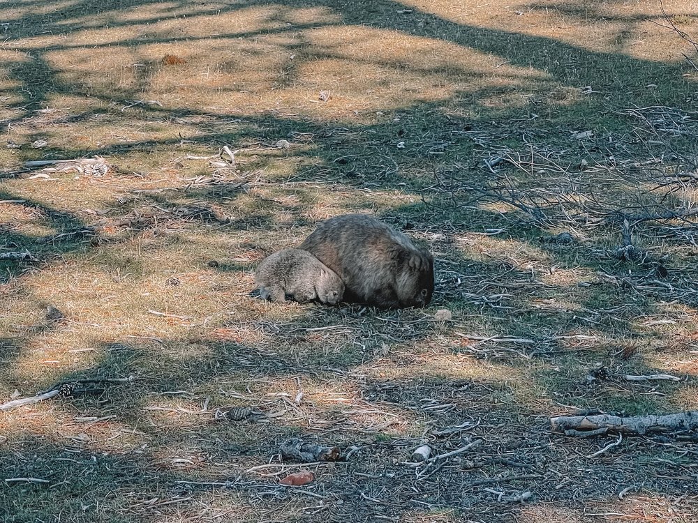 Wombat and baby - Maria Island - Tasmania - Australia