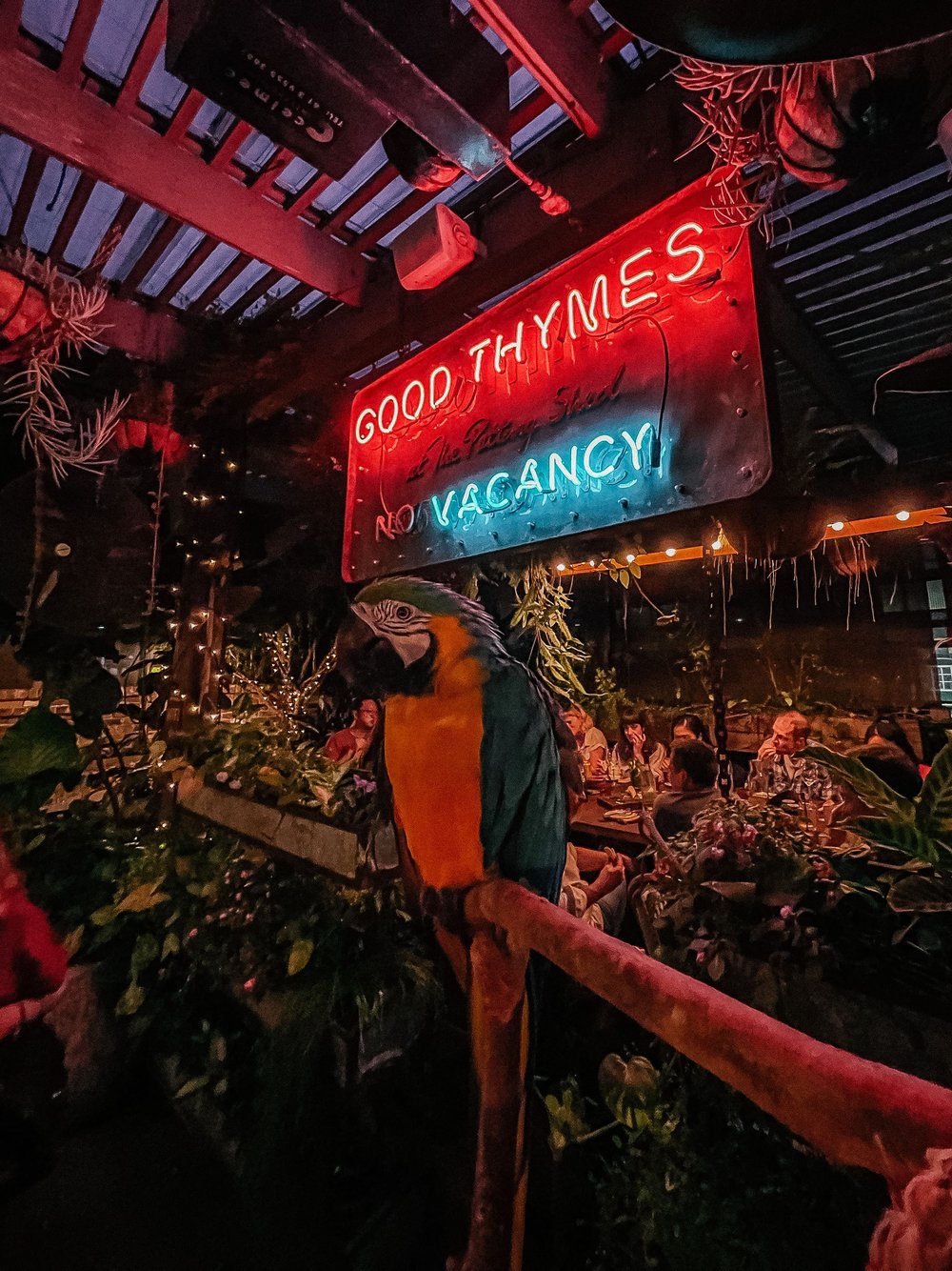 Fluffy the macaw - The Potting Shed - Sydney - New South Wales (NSW) - Australia