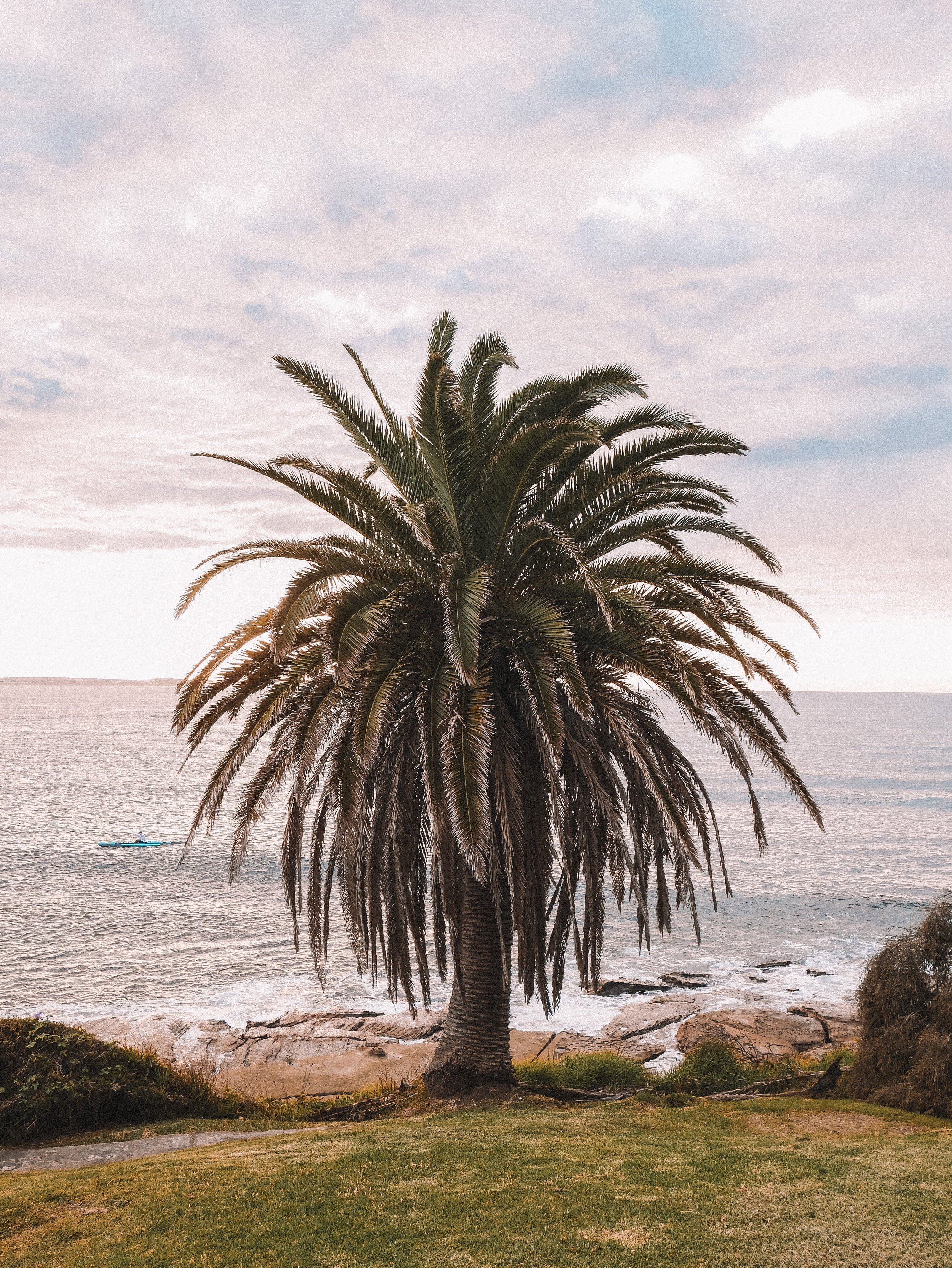 Un palmier à Cronulla - Sydney - Nouvelle-Galles-du-Sud (NSW) - Australie