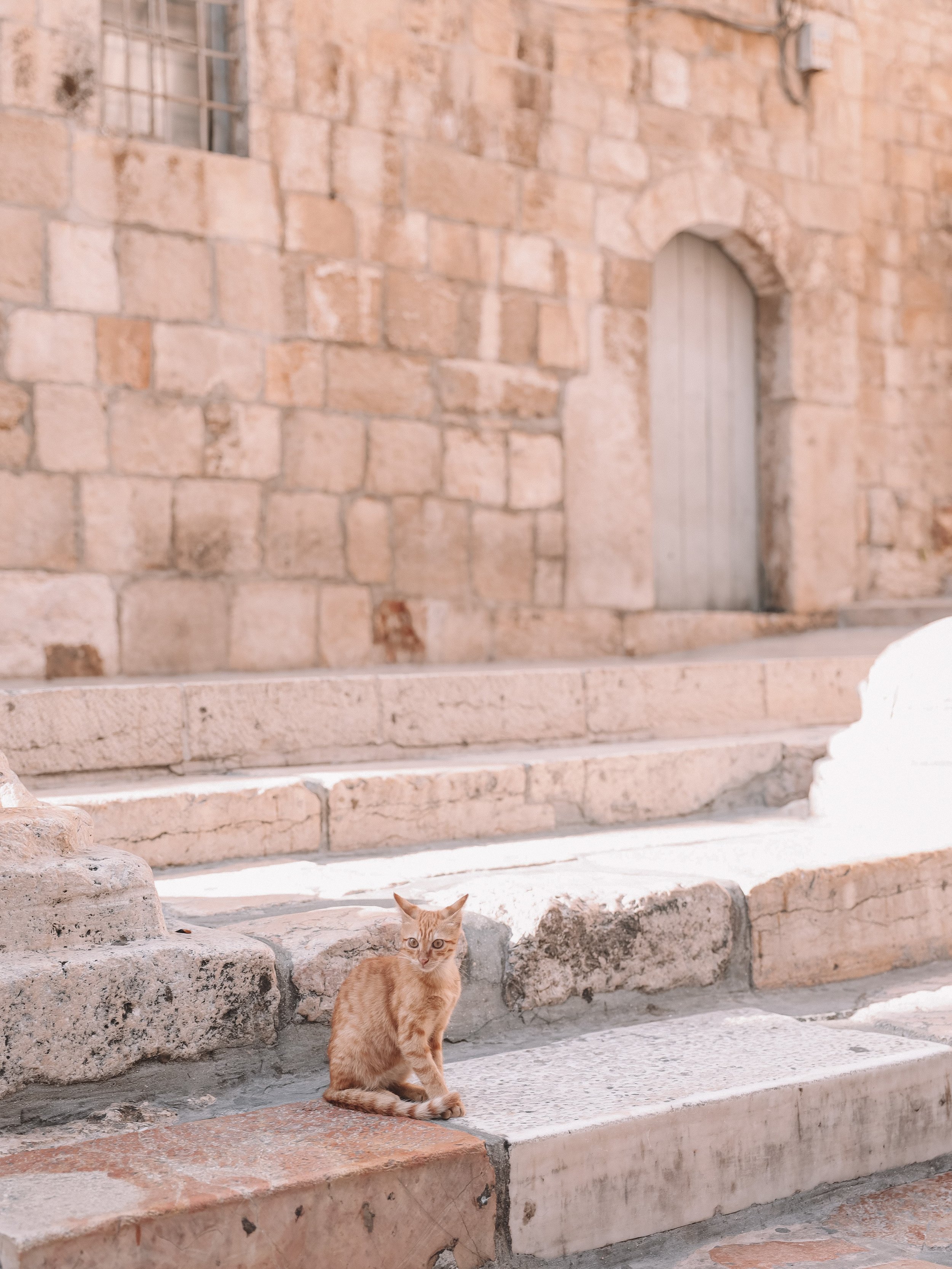 Un chat curieux devant l'église du Saint-Sépulcre - Vieille Ville - Jérusalem - Israël