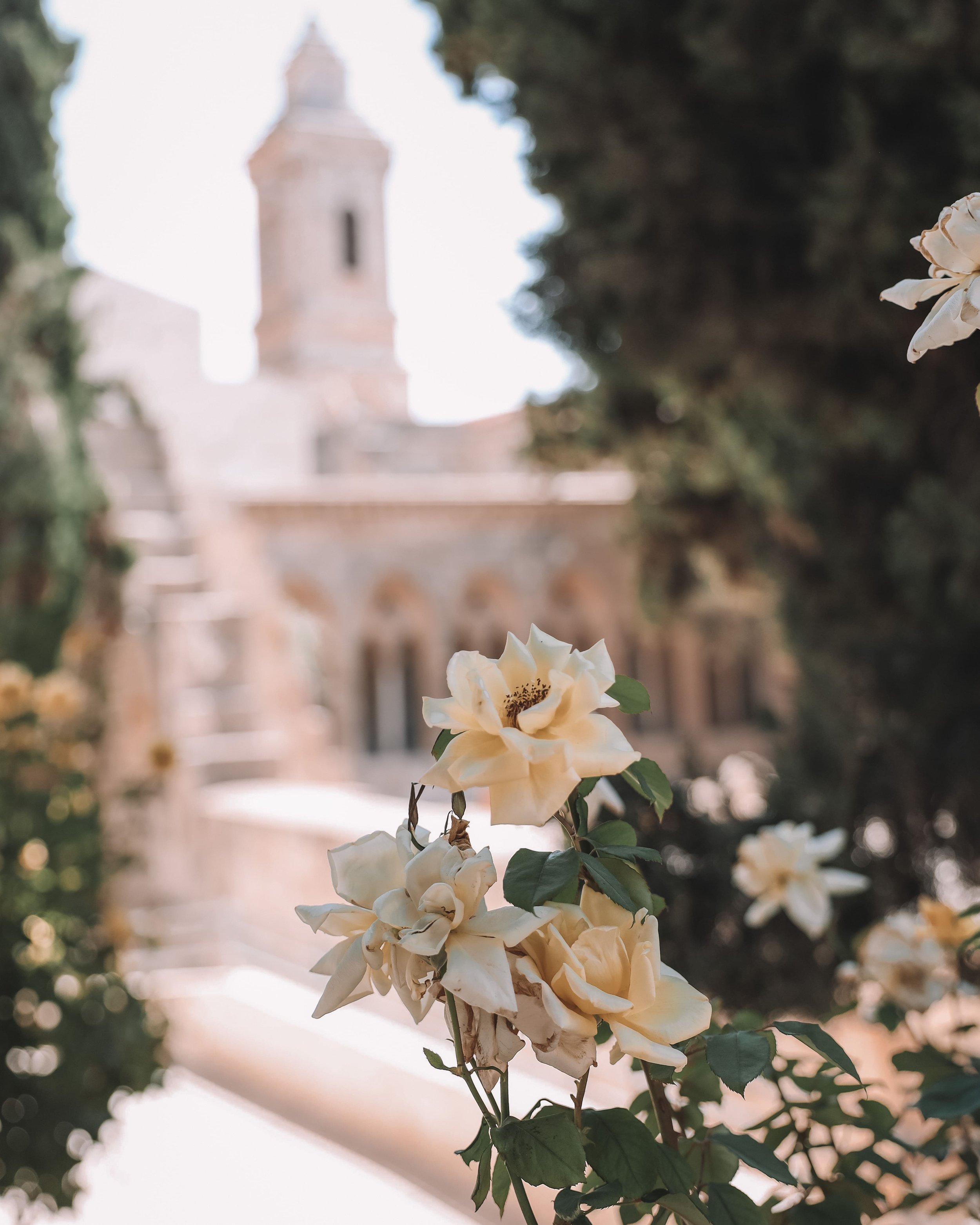 Les roses jaunes de l'église Pater Noster - Vieille Ville - Jérusalem - Israël