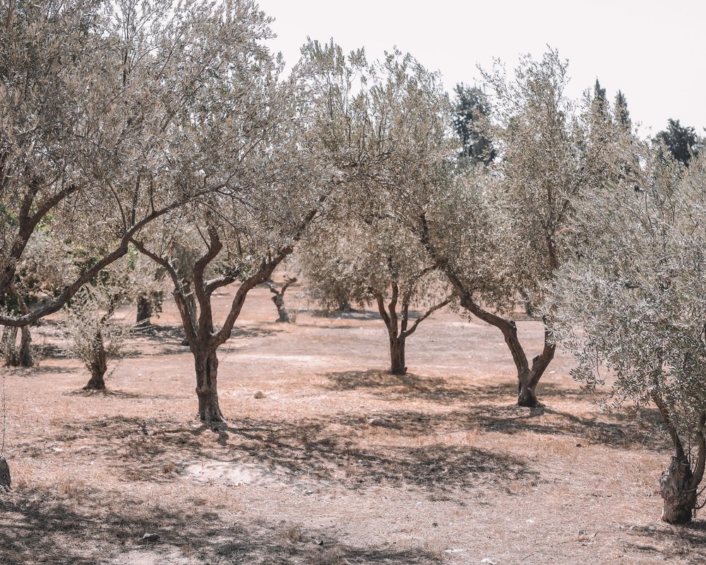 Mount of Olives - Old Town - Jerusalem - Israel