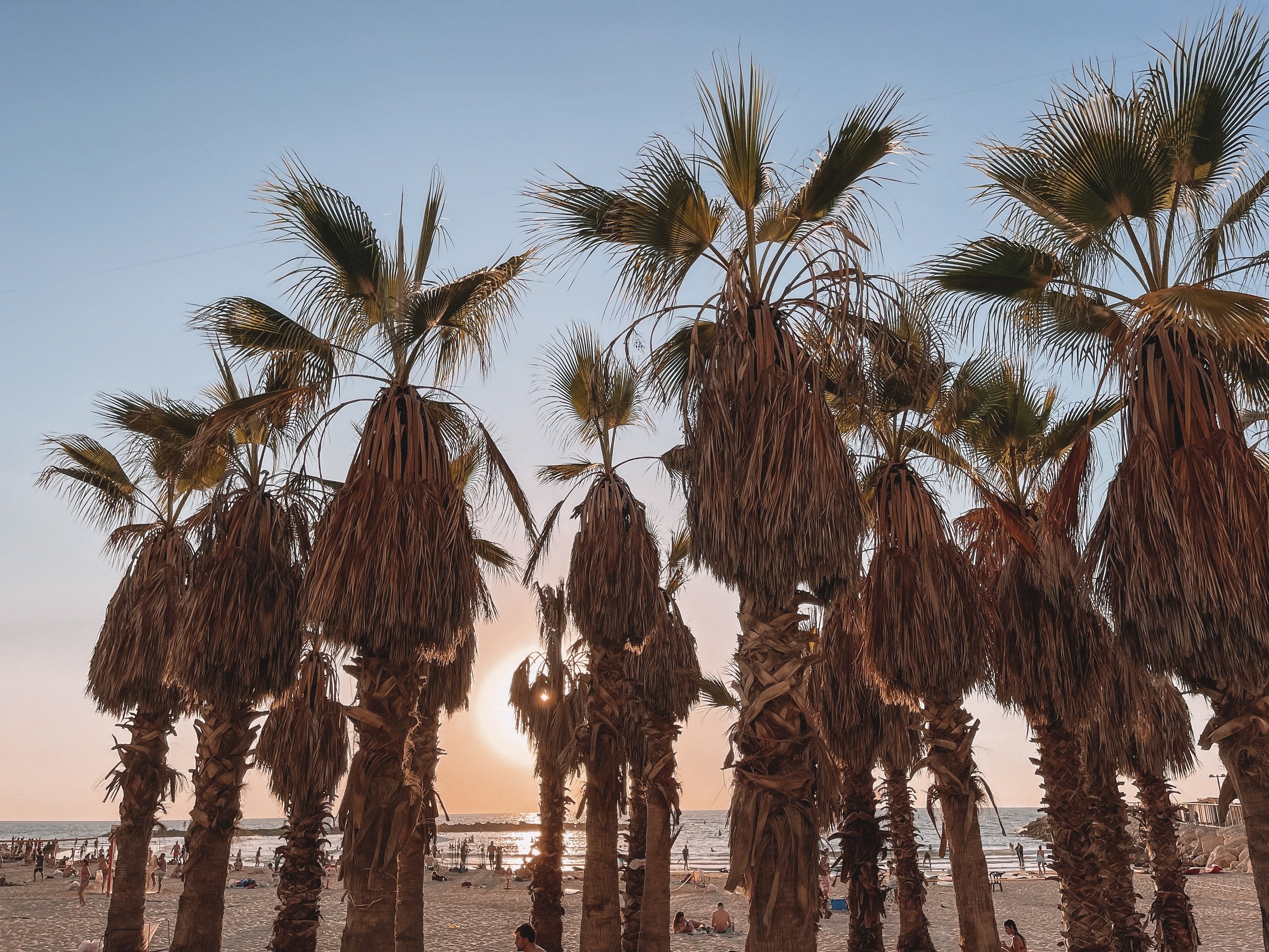 Coucher de soleil et palmier au restaurant Loulie - Tel Aviv - Israël