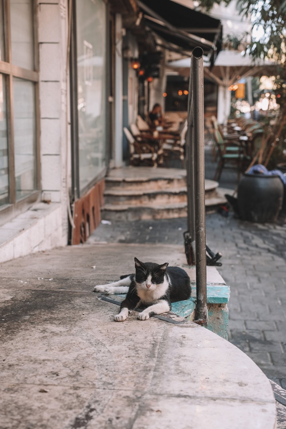A solitary cat - Florentine - Tel Aviv - Israel