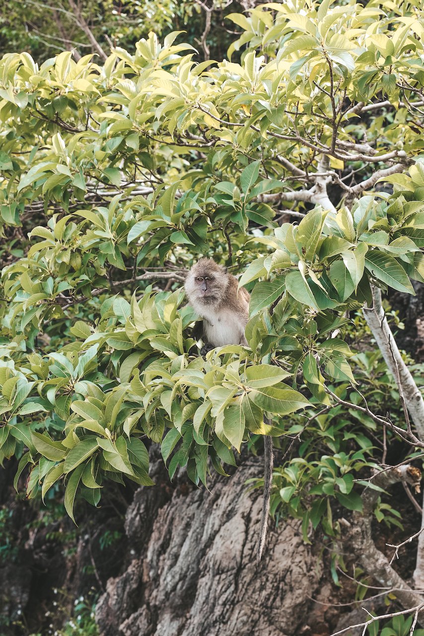 Monkey Bay - Excursion à Maya Bay - Krabi - Thaïlande