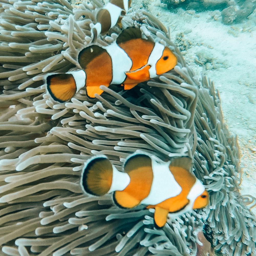 Two clown fish in an anemona - Koh Daeng - Krabi - Thailand