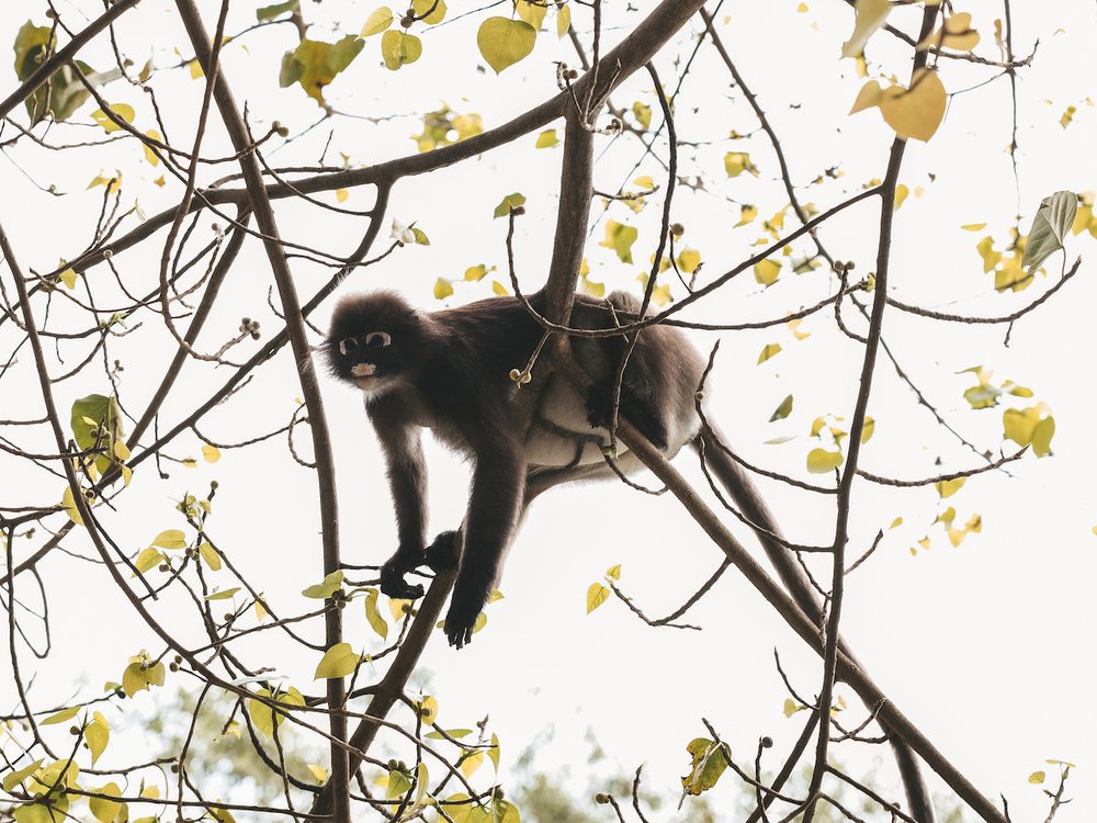 A dusky leaf monkey in Railay Beach - Krabi - Thailand