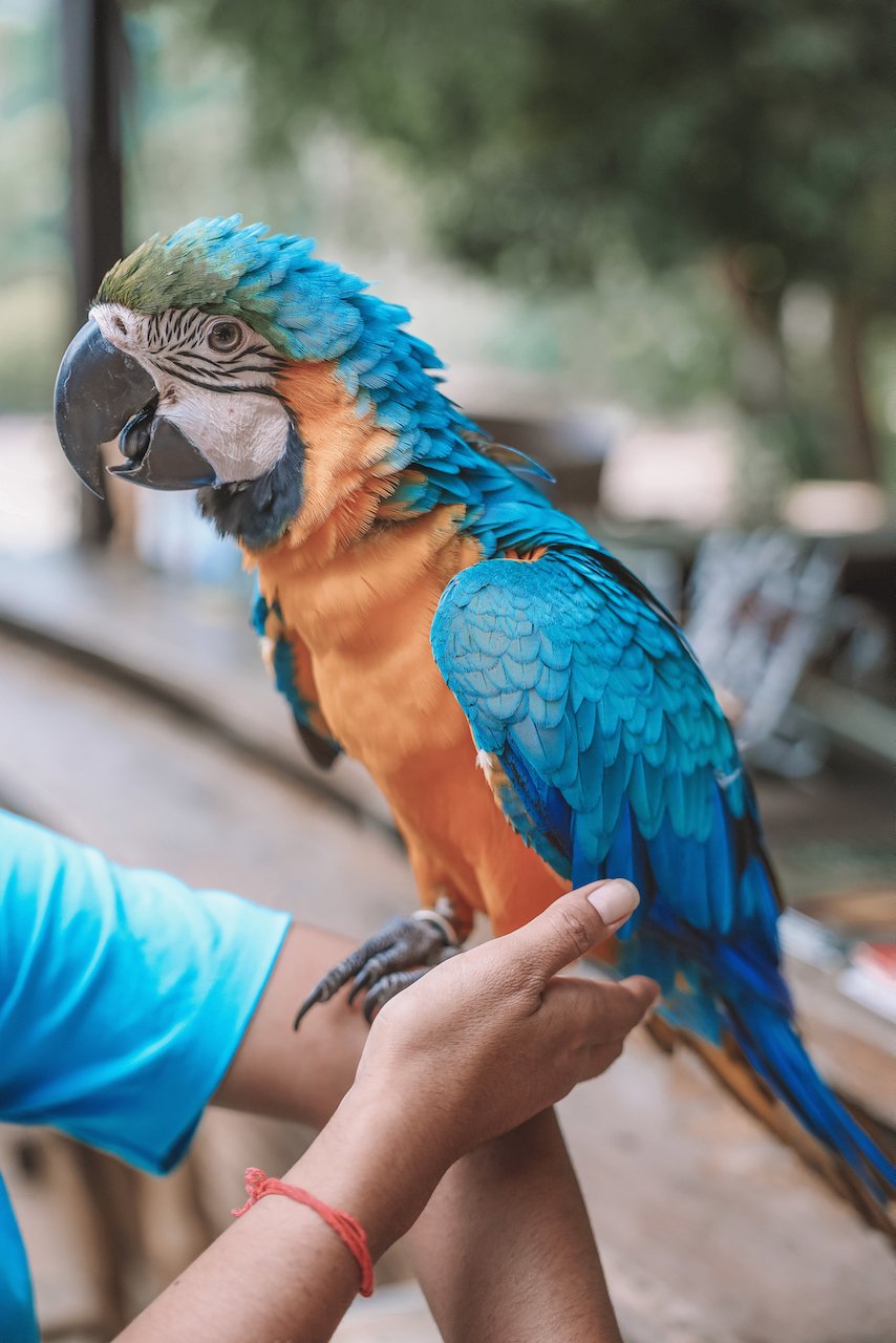 Le perroquet résident de Tew Lay Bar - Railay Beach - Krabi - Thaïlande