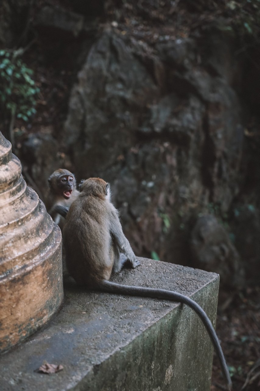 Deux petits singes en chemin - Tiger Cave Temple - Krabi - Thaïlande