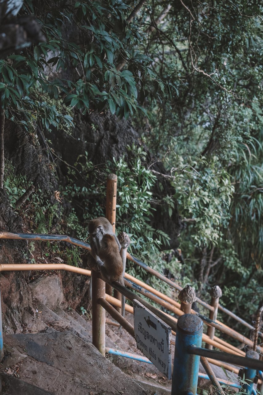 Two monkeys on the staircase - Tiger Cave Temple - Krabi - Thailand