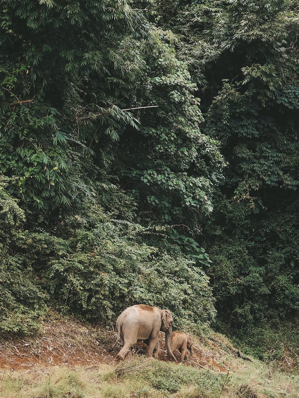 Elephants in the jungle - Khao Sok National Park - Thailand