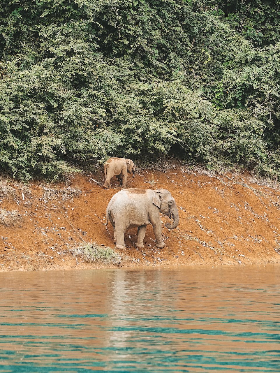 A mother elephant and baby feeding by the water - Khao Sok National Park - Thailand