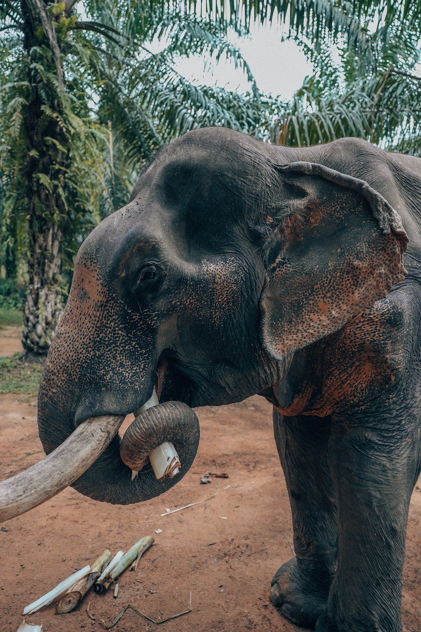 Somboon l'éléphant qui mange du bambou - Sonchana Farm - Parc national de Khao Sok - Thaïlande