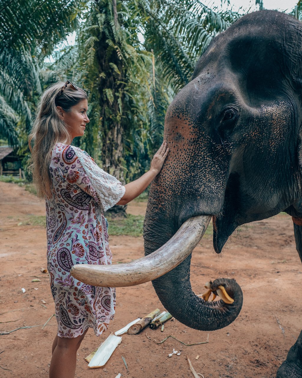 Face à face avec un éléphant - Sonchana Farm - Parc national de Khao Sok - Thaïlande