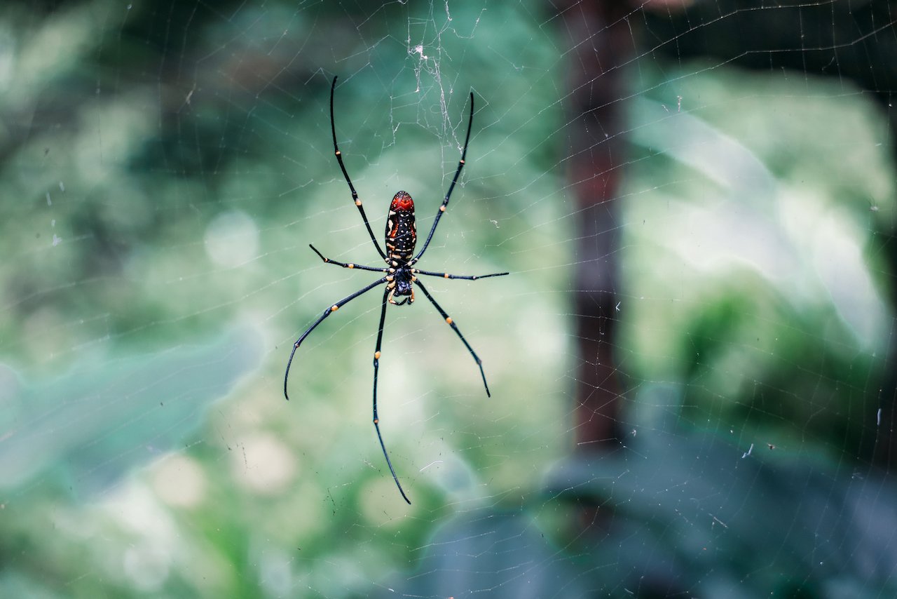 Une araignée dans sa toile - Khao Phang - Sonchana Farm - Parc national de Khao Sok - Thaïlande
