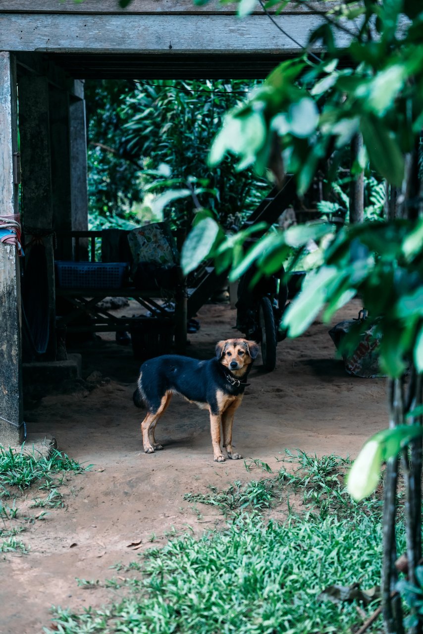 Dog garding the house - Khao Phang - Khao Sok National Park - Surat Thani - Thailand