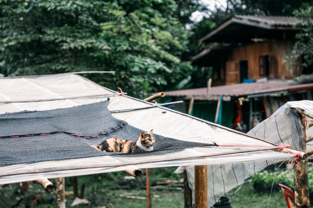 Un chat qui surveille les visiteurs - Khao Phang - Sonchana Farm - Parc national de Khao Sok - Thaïlande