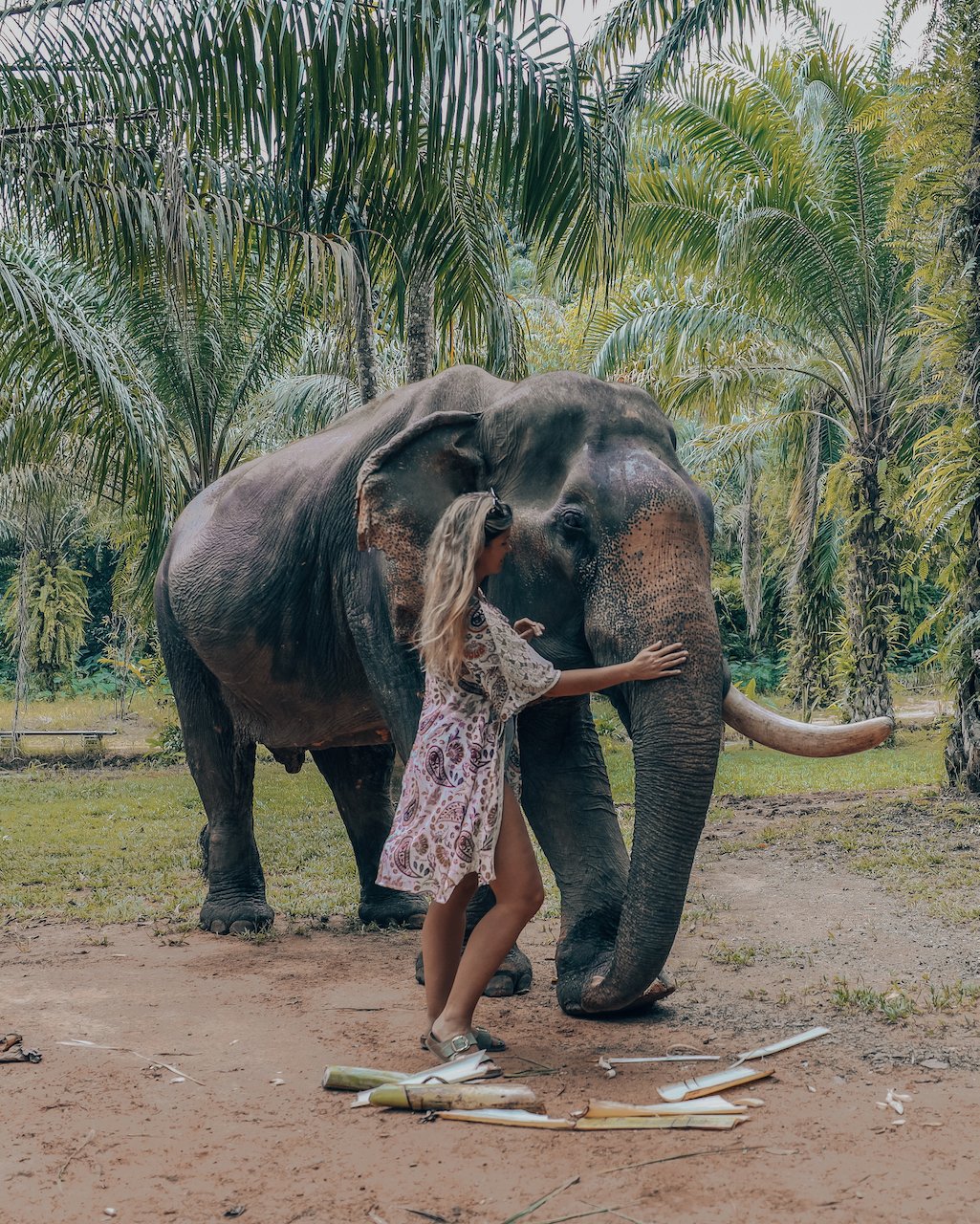 My first encounter with an elephant - Sonchana Farm - Khlong Phanom National Park - Thailand