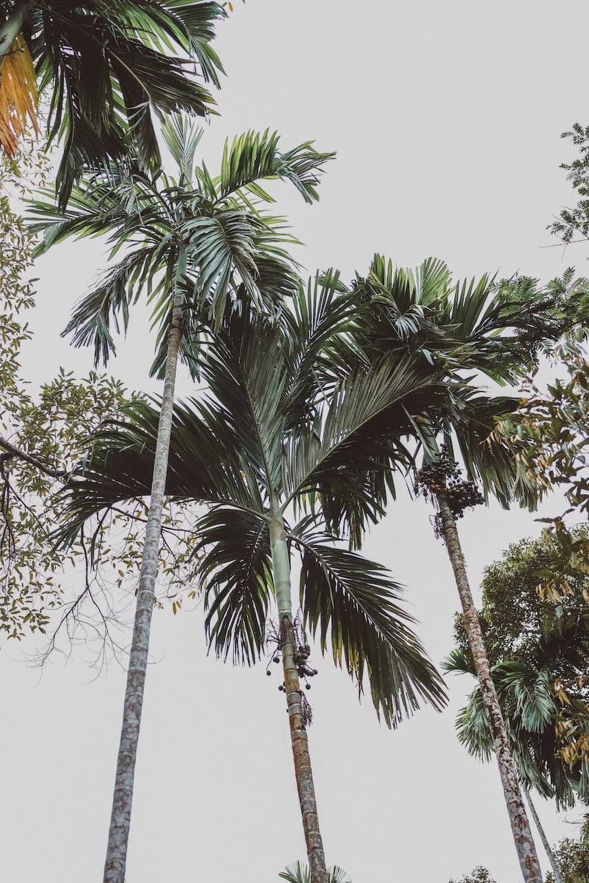 Palmiers dans la jungle - Khao Phang - Sonchana Farm - Parc national de Khao Sok - Thaïlande
