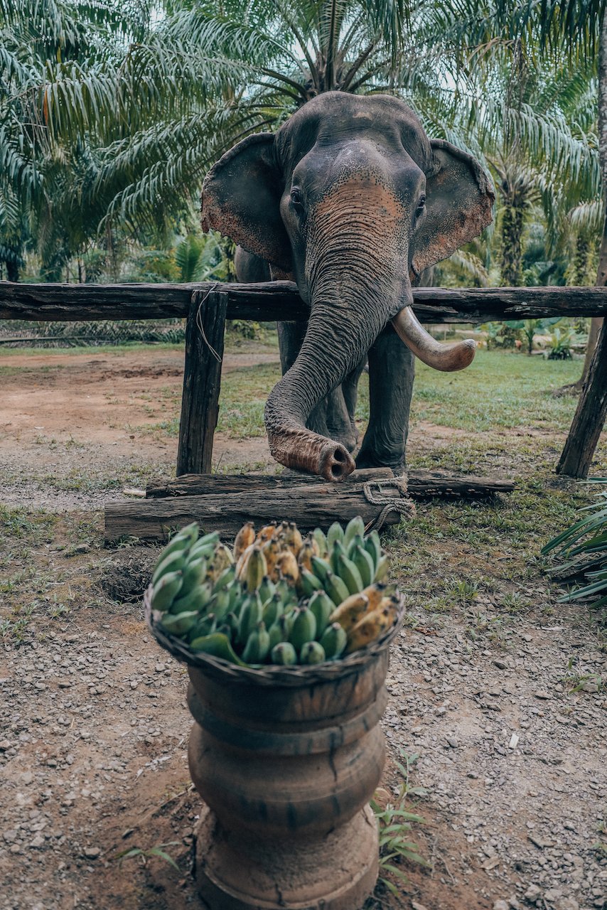 Somboon the elephant is excited to eat bananas - Sonchana Farm - Khlong Phanom National Park - Thailand