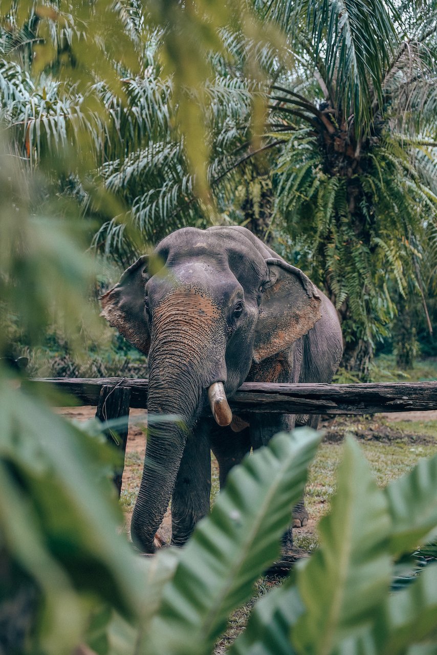 Somboon l'éléphant qui se cache derrière les arbres - Sonchana Farm - Parc national de Khao Sok - Thaïlande