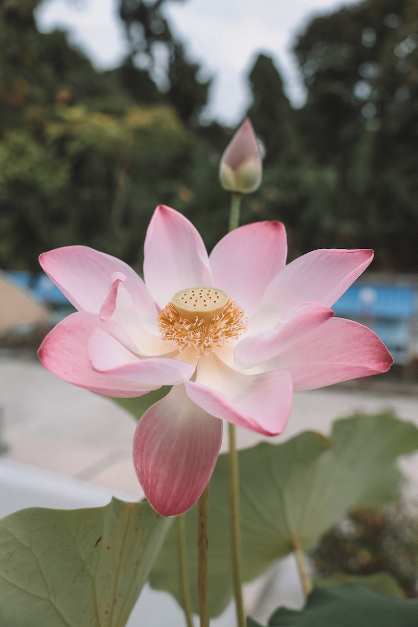 Pink lotus flower - Krabi Temple - Thailand