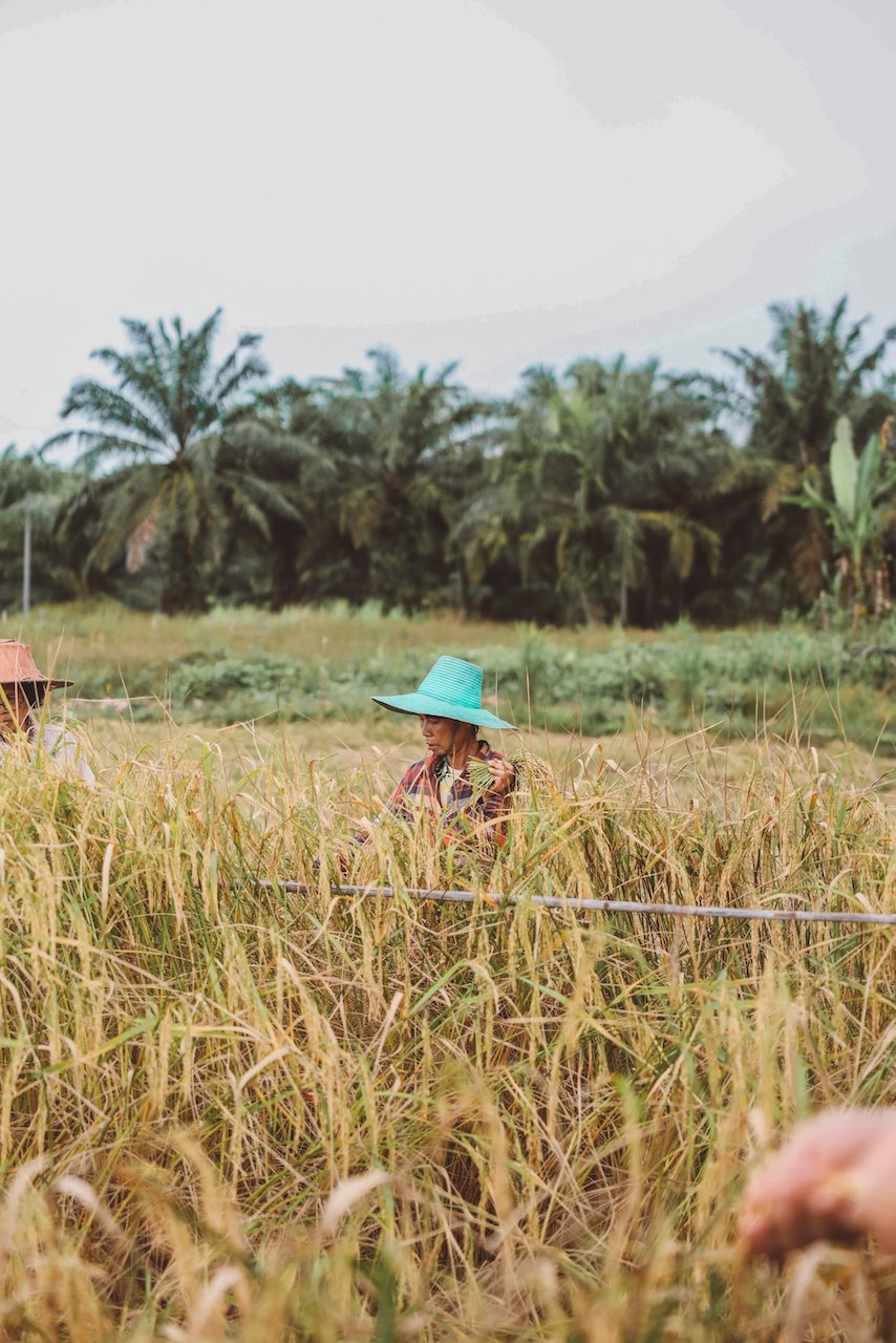 Les travailleurs des rizières de Khao Phang - Sonchana Farm - Parc national de Khao Sok - Thaïlande