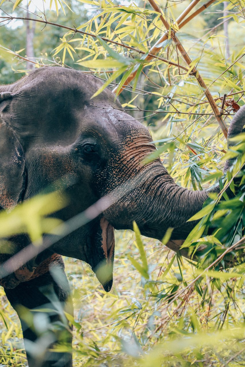 Somboon having the best time in the jungle - Sonchana Farm - Khlong Phanom National Park - Thailand