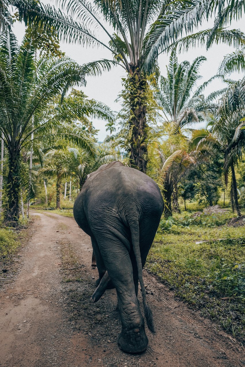 Can you see the additional leg? - Sonchana Farm - Khlong Phanom National Park - Thailand