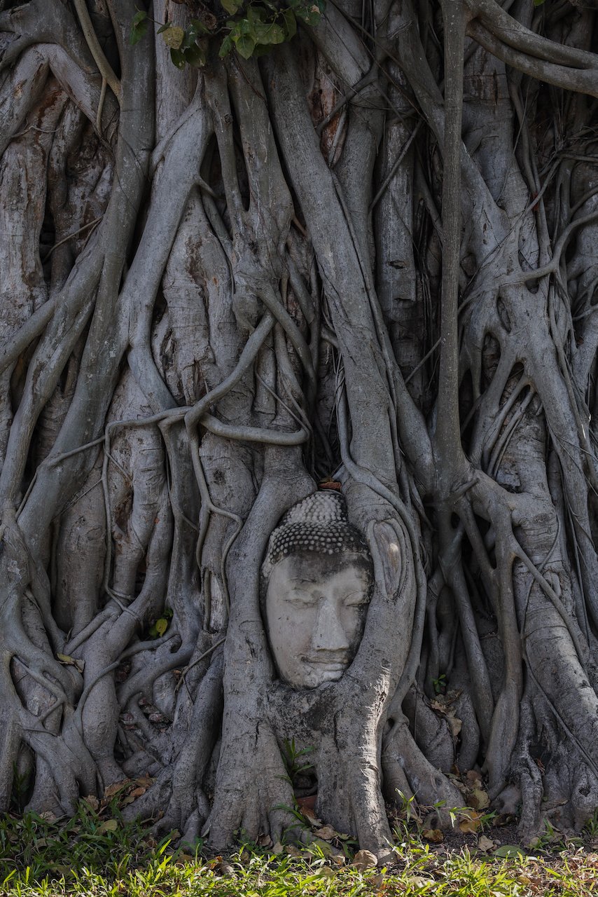 Wat Mahathat, Ayutthaya - Tête de Bouddha entre les racines d'un arbre - Bangkok - Thaïlande