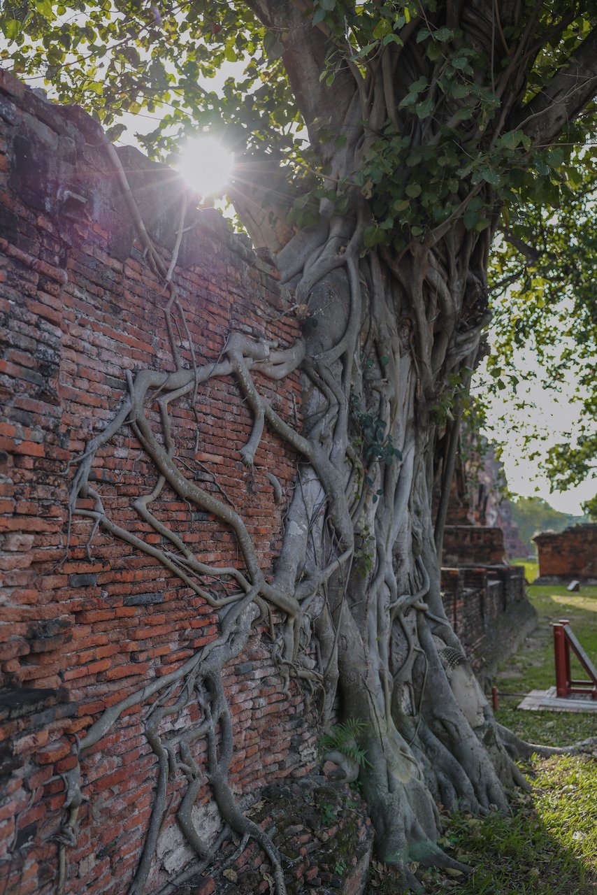 Les racines géantes d'un arbre - Ayutthaya - Bangkok - Thaïlande