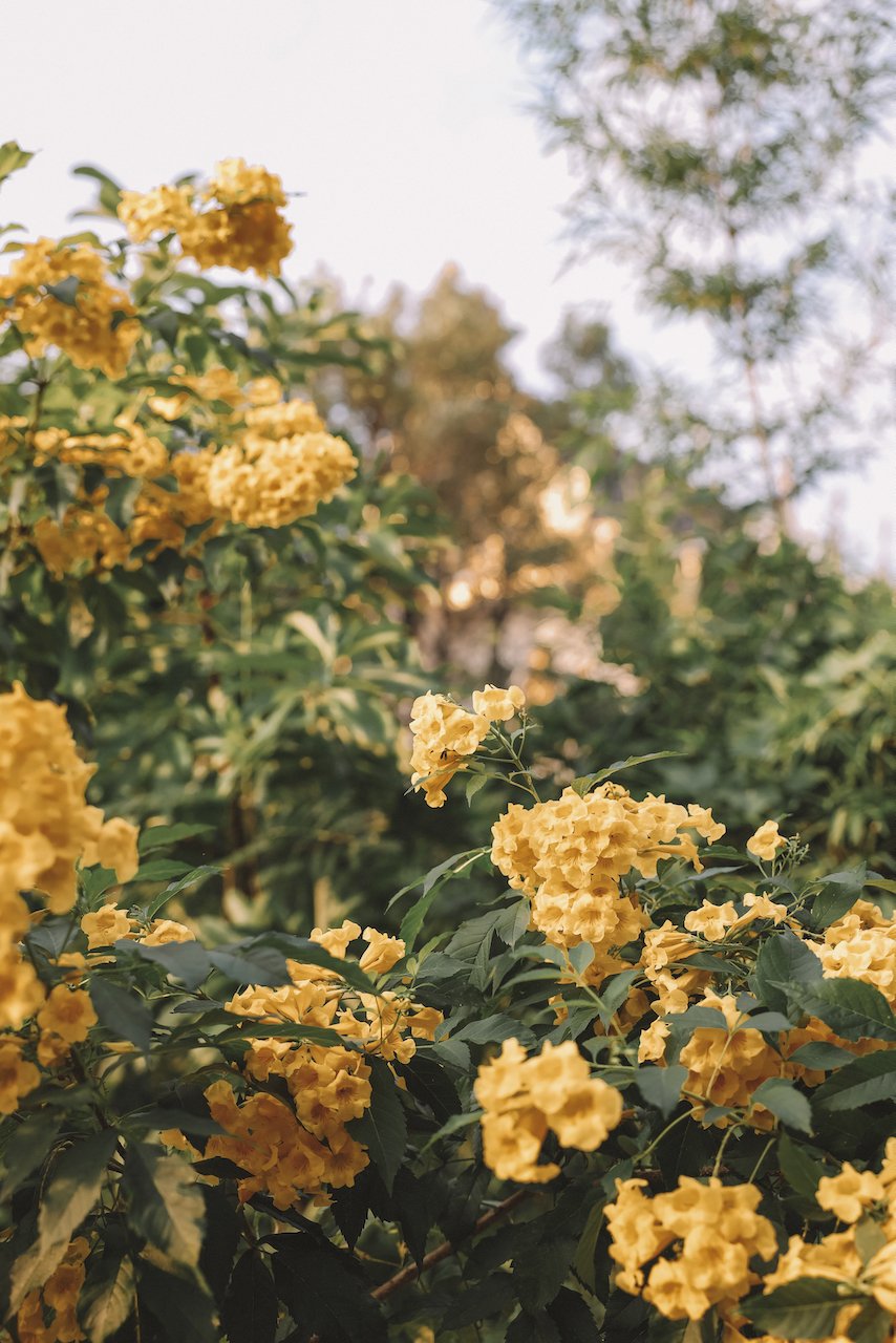 Fleurs jaunes - Temple du Dragon - Bangkok - Thaïlande