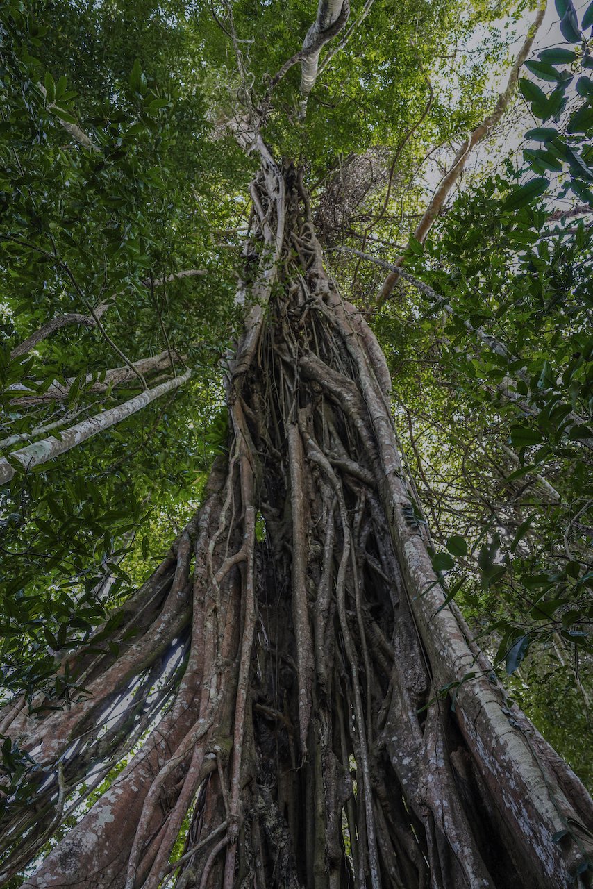 Incredible fig tree - Khao Yai National Park - Thailand