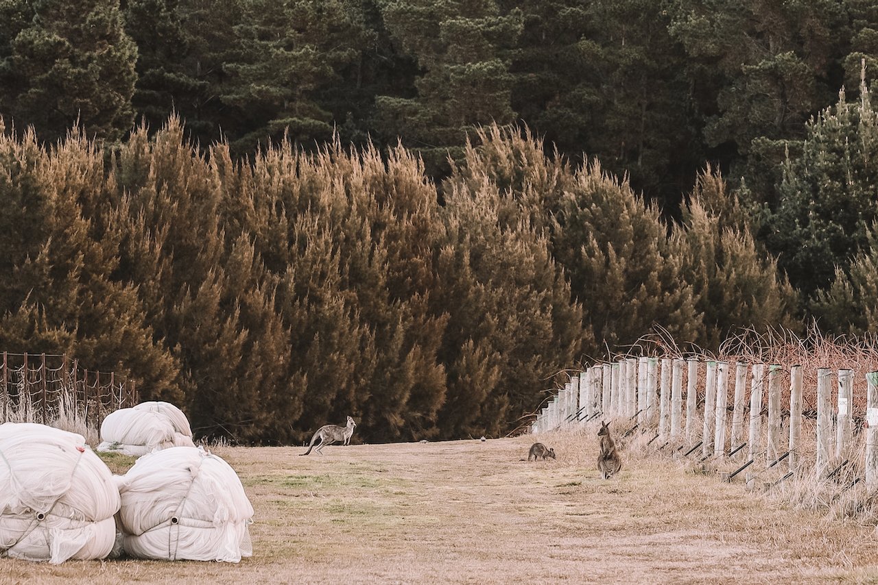Kangourous se baladant dans les vignes - Vignoble du Mont Majura - Canberra - Territoire de la capitale australienne (ACT) - Australie