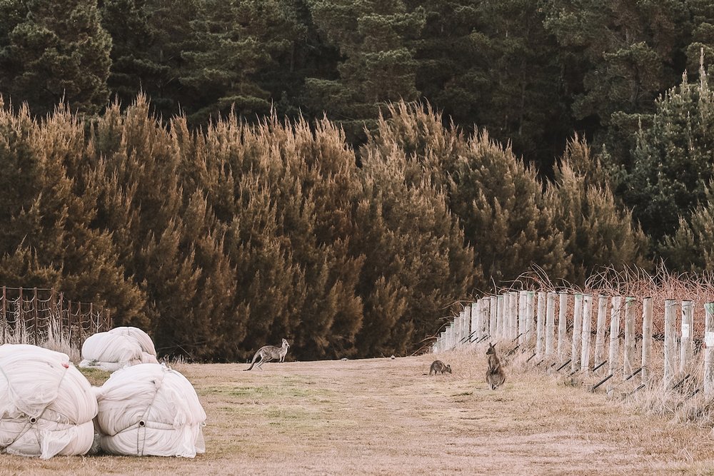 Kangaroos feeding and hopping through the vineyard - Mount Majura Vineyard - Canberra - Australian Capital Territory - Australia