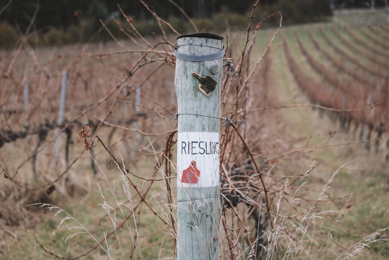 Riesling grapes - Mount Majura Vineyard - Canberra - Australian Capital Territory - Australia