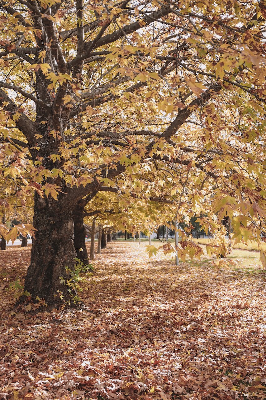 Allée automnale et ses feuilles - Parc Lennox - Canberra - Territoire de la capitale australienne (ACT) - Australie