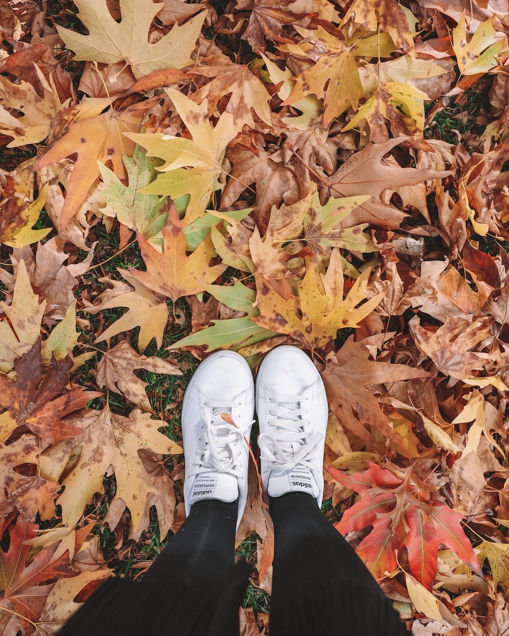Stepping on fallen autumn leaves - Lennox Park - Canberra - Australian Capital Territory - Australia