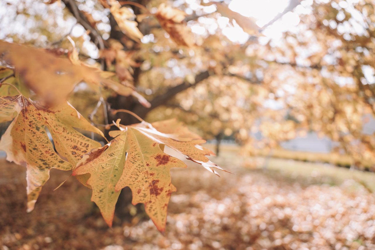 Yellow autumn leaves - Lennox Park - Canberra - Australian Capital Territory - Australia