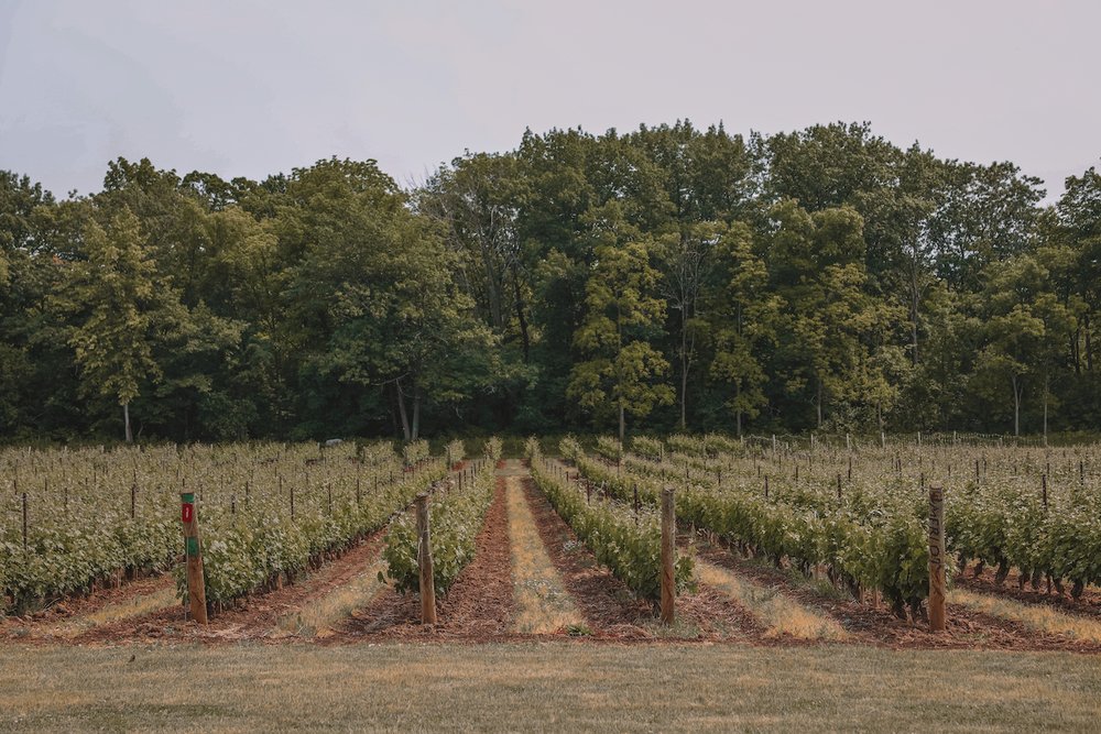 Lost in the vineyard - Château des Charmes - Niagara-On-The-Lake - Ontario - Canada