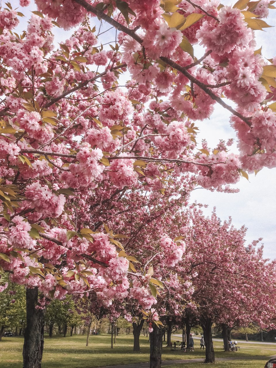 Spring season at McFarland Park Picnic Pavilion - Niagara-On-The-Lake - Ontario - Canada