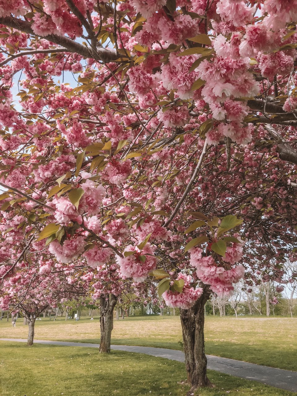 Cherry blossoms in full bloom at McFarlane Park - Niagara-On-The-Lake - Ontario - Canada