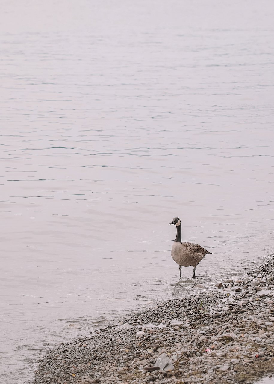 Une oie canadienne - Niagara-on-the-Lake - Ontario - Canada