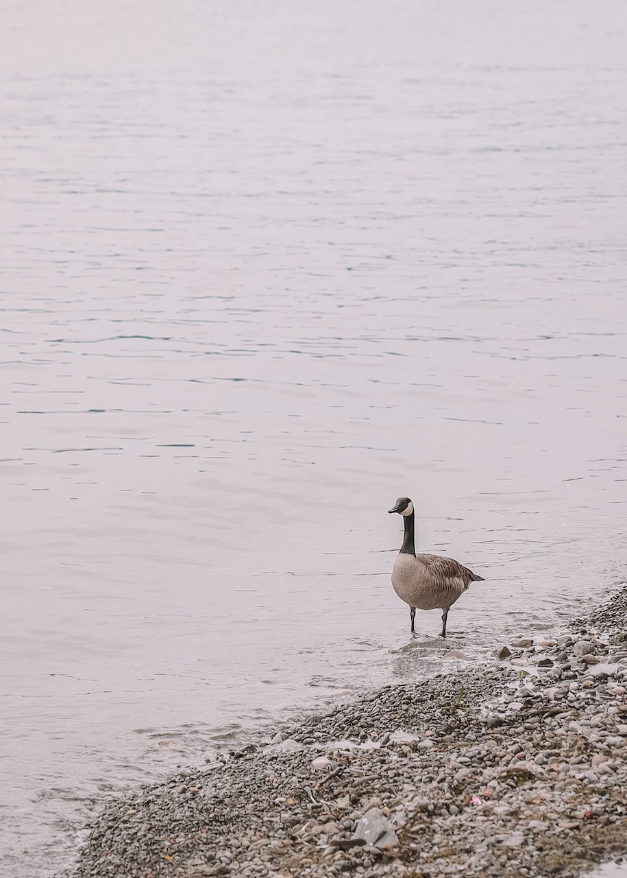A curious goose on Lake Ontario - Niagara-On-The-Lake - Ontario - Canada